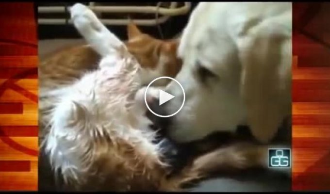 Милое видео. Собака помогала кошке во время родов