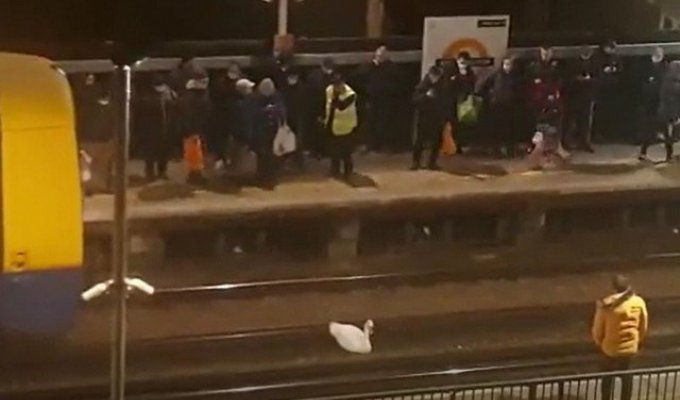 Необычный пассажир парализовал работу лондонского метро на час (3 фото + видео)