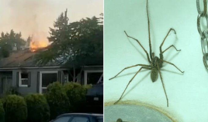 Хотел убить паука, спалил дом (5 фото)