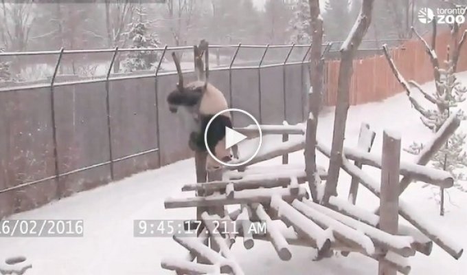 Панда развлекается, как умеет