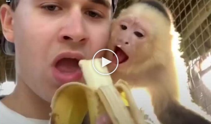 Шикарная подборка с обезьянами