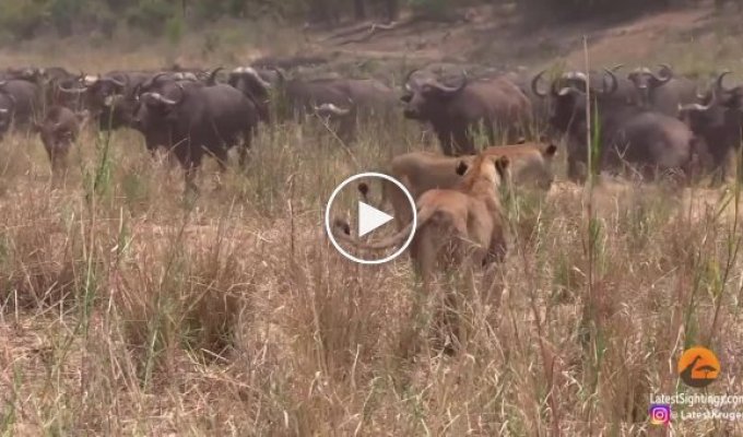 Масштабное противостояние львиц и буйволов произошло на глазах у туристов в африканском заповеднике
