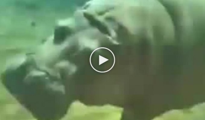 Ловкость бегемота под водой