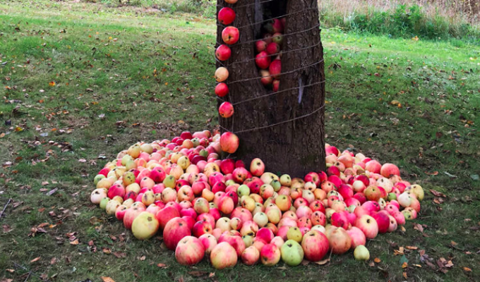 Чудесный "яблочный" арт-проект из Англии (12 фото)
