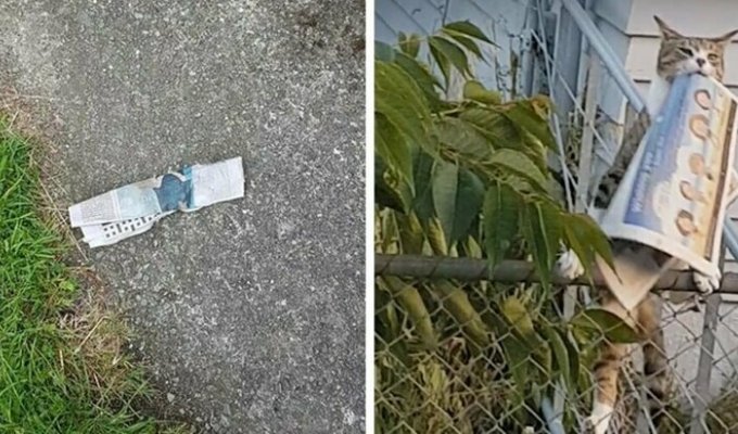 В Новой Зеландии кот воровал у соседей газеты и приносил их хозяйке (6 фото + 1 видео)