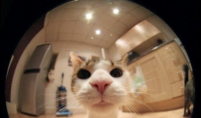 Снимки котэ с эффектом "Рыбий глаз" - ожидания и реальность (2 фото)