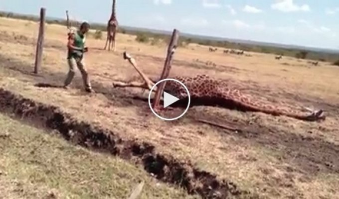 Молодые люди спасли жирафа который попал в ловушку, всунув лапу в забор
