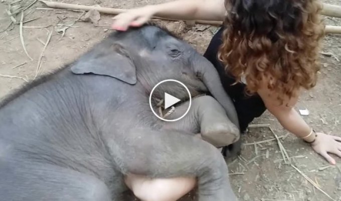 Слоненок засыпает на руках у девушки