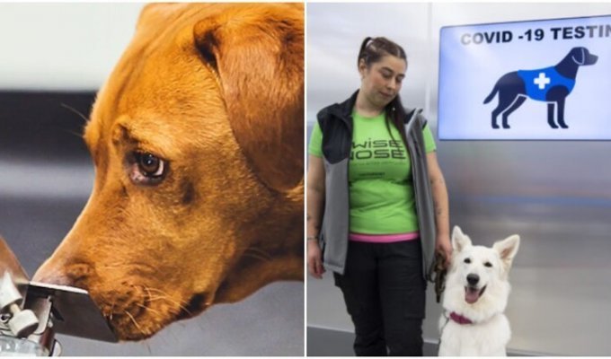 Собаки-ищейки определяют SARS-CoV-2 не хуже ПЦР-теста (4 фото)