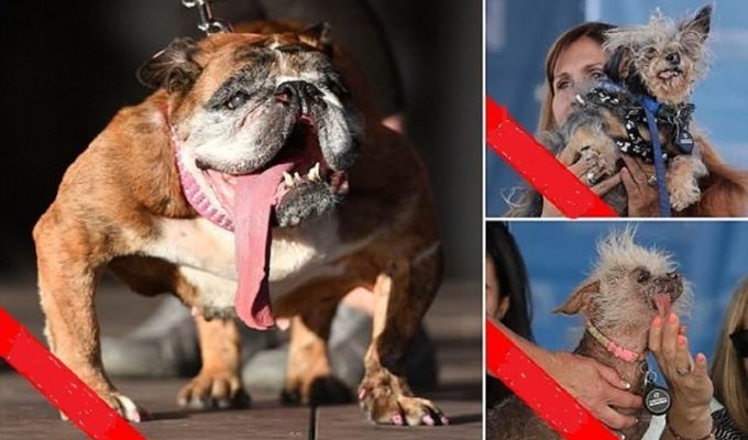 Английский бульдог Заза стал самой уродливой собакой в мире (24 фото)
