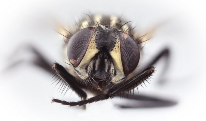 Почему мухи потирают лапки друг о друга? (2 фото)