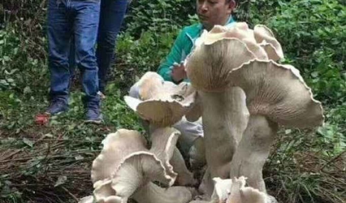 Китайский дед нашел самый большой гриб, который занесут в Книгу рекордов Гиннесса (5 фото)
