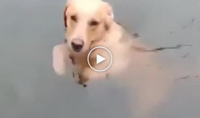Собака - под-воду-ныряка который еще что-то нашел