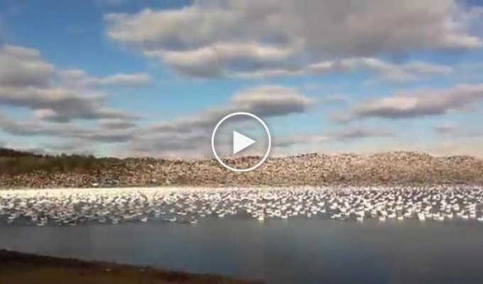 10 000 гусей в небе над Канадой