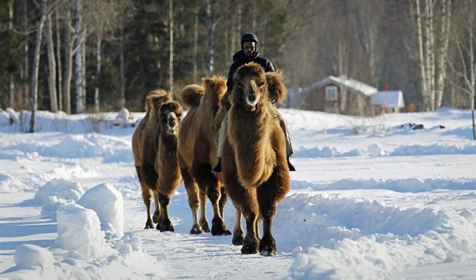 Сомалиец пасет верблюдов в снежной Норвегии (11 фото)