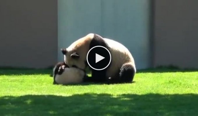 Мама панда играет со своим ребенком