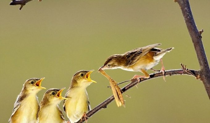 Удивительные фотографии птенцов во время кормления (12 фото)