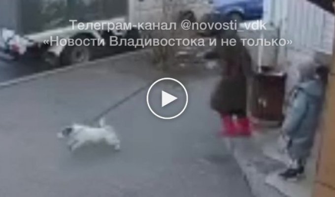 Нетрезвая женщина пыталась украсть собаку у маленькой девочки