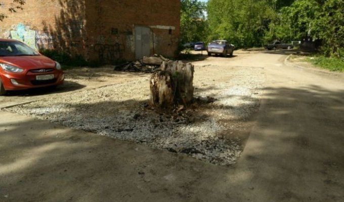 В Екатеринбурге старый пень посреди дороги закатали в асфальт (3 фото)