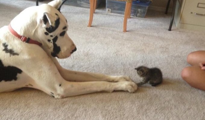 Фотодоказательств того, что кошки и собаки умеют дружить (4 фото)