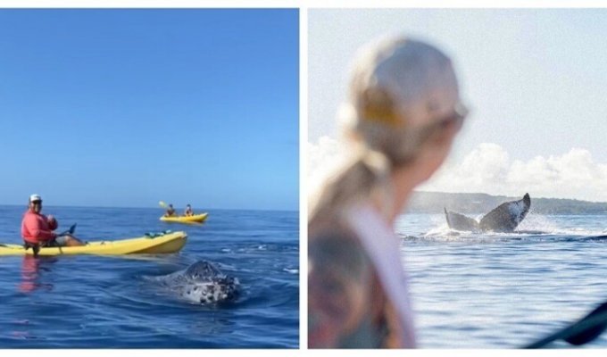 Каякеры закричали от ужаса, когда увидели кита (2 фото)