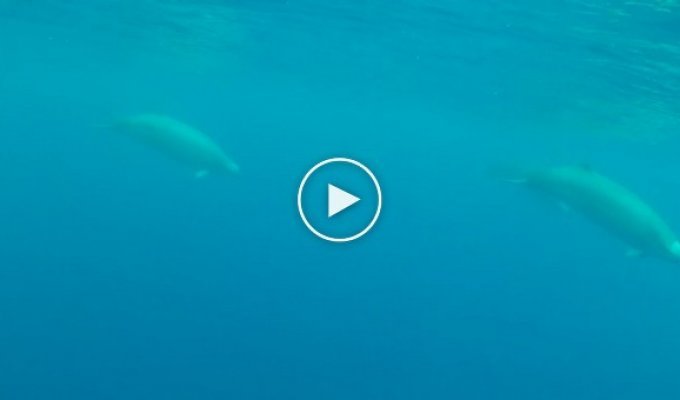 Первое видео редких китов ремнезубов Тру