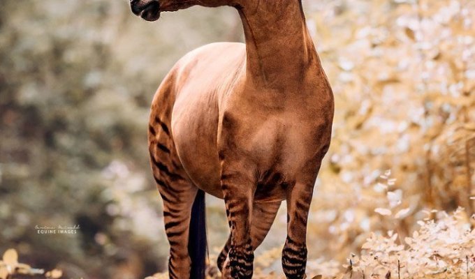 Зеброид или уникальная зебро-лошадь (11 фото)