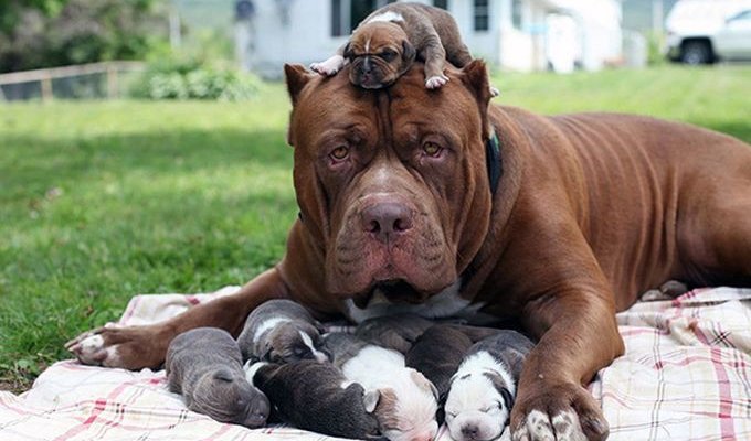 Новорожденные щенки и их гордые родители (22 фото)