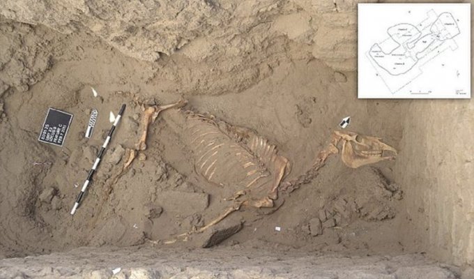 Ученые нашли древнеегипетское захоронение лошади (8 фото)