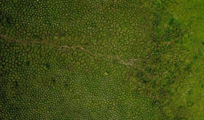 Сотни загадочных холмов в болотах Южной Америки (5 фото)