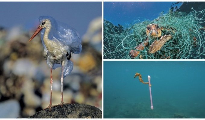 Загрязнение пластиком: душераздирающие снимки от National Geographic (10 фото + 2 видео)