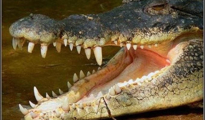 Интересное о крокодилах (22 фото)