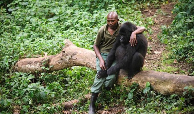 Грустное фото: мужчина утешает гориллу (2 фото)