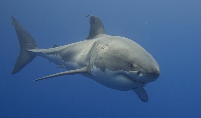 Японский рыбак выловил акулу, которая подавилась черепахой (4 фото)