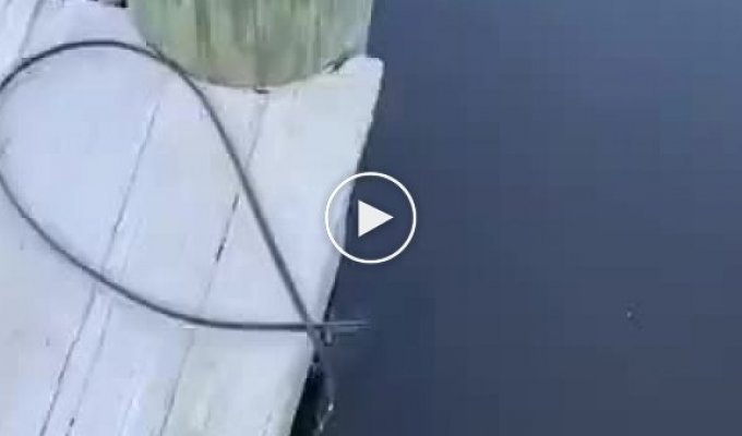 Страшная рыба в воде