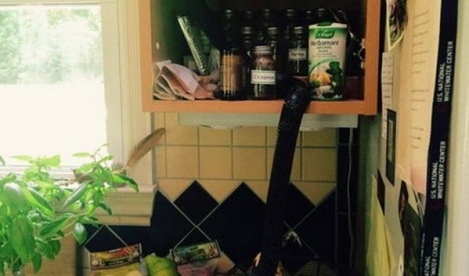 Незваный гость нашел чем полакомиться на кухне (3 фото + видео)
