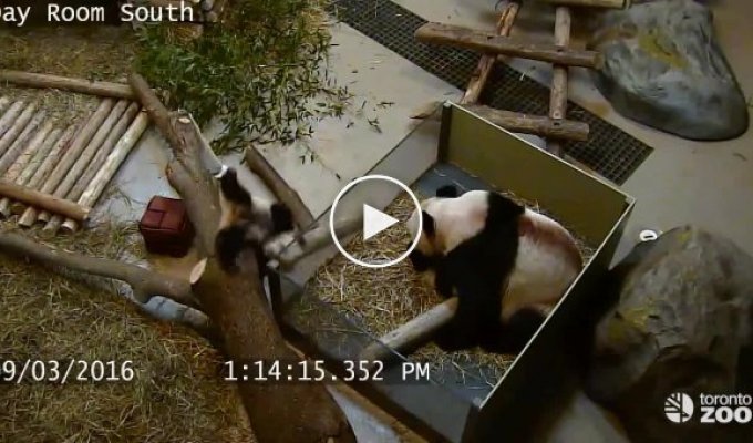 Как панды страдают от своей неуклюжести. Часть 2