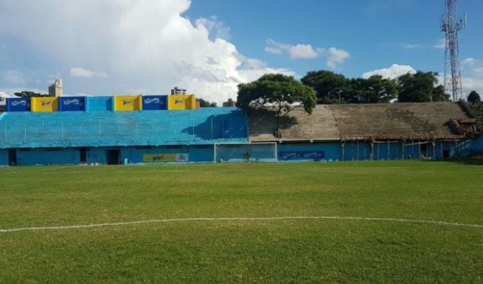 В Парагвае трибуну построили вокруг растущего на стадионе дерева (4 фото)