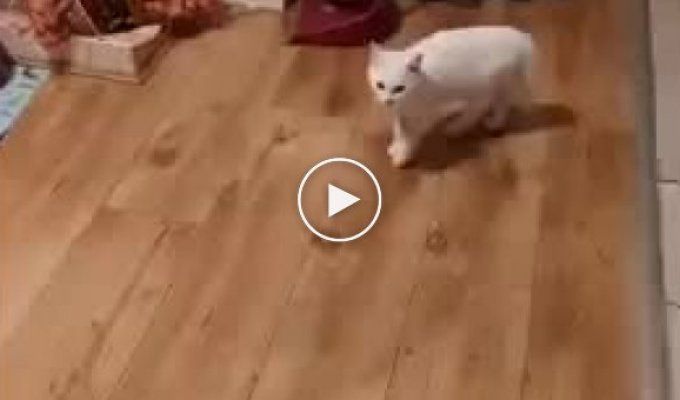 Танцевальный способ кошки напугать собаку