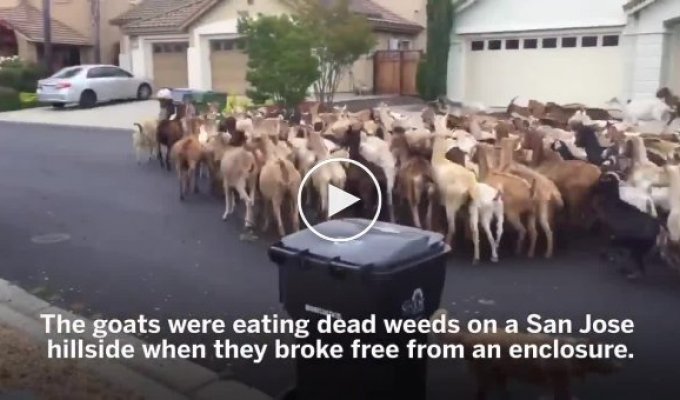Сбежавшие с фермы козы устроили переполох в американском городе