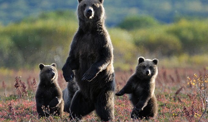 Зачем медведь поднимается на задние лапы? (4 фото)