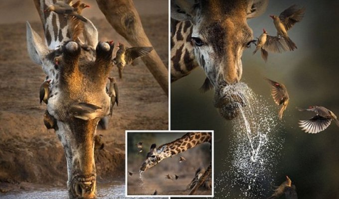 Уникальные кадры с чихающим жирафом из Кении! (6 фото)