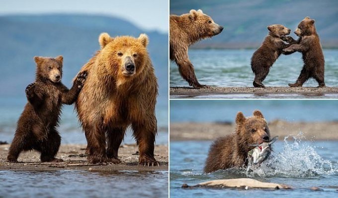 Медвежата учатся ловить рыбу на Курильском озере (11 фото)