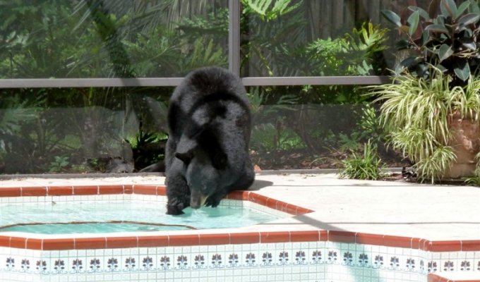 Медведь в бассейне (5 фото)