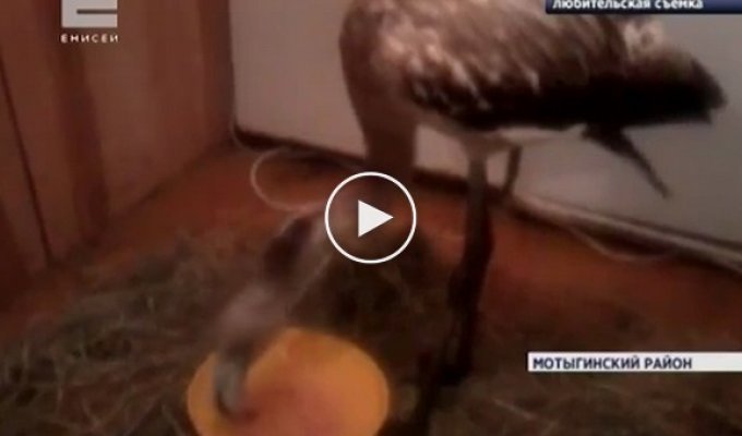 Жители Красноярского края спасли и приютили птенца фламинго 