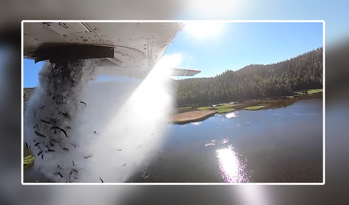 Рыбный дождь: в США проводят зарыбление водоемов с самолетов (4 фото + 1 видео)