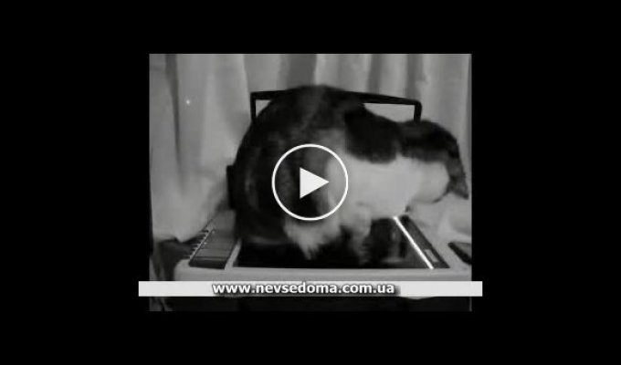 Котячие разборки со сканнером