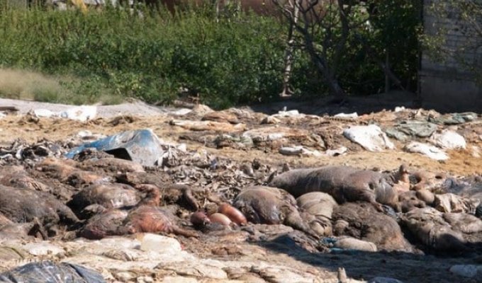 Гниют тонны туш: Парасюк показал “кладбище животных” на заводе во Львовской области