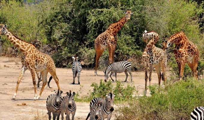 Уникальный животный мир Западной Африки (78 фото)