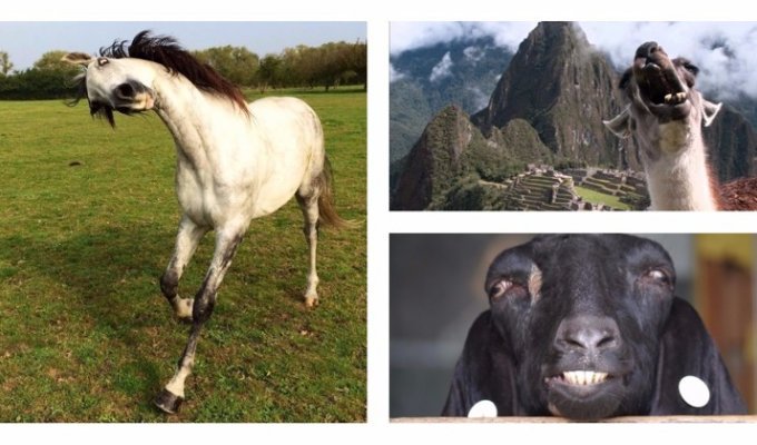 45 смешных снимков животных, которым точно недостает фотогеничности (46 фото)